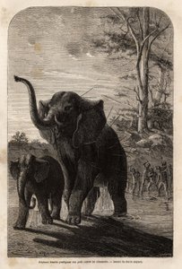 Naarasnorsu suojelee poikasiaan Sambesen keihäänmetsästäjiltä. Kaiverrus havainnollistamaan tohtori Livingstonen ensimmäisiä matkoja Etelä-Afrikkaan vuosina 1840–1856 Edouarin johdolla julkaistussa "Le tour du monde, nouveau journal des voyages" -julkaisus tekijältä Unknown artist