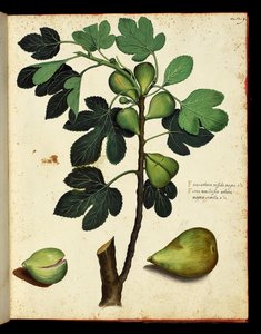 Viikuna ja viikunanoksa Kasvitieteellinen taulu luonnonhistorian vaelluksesta hedelmien ja vihannesten päällä. Ulisse Aldrovandi fonds, Bibl. Universitaire, toim. 1603. tekijältä Unknown artist