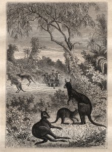 Kapteeni James Cookin (1728-1779) ensimmäinen matka (1768-1771): merimiehet löytävät kengurut (Australia) - kuva otettu teoksesta "1700-luvun suuret merenkulkijat" tekijältä Unknown artist