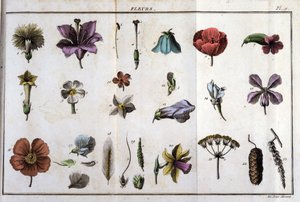 Kukat: kirjassa "" Flora Françoise tai lyhyt kuvaus kaikista Ranskassa luonnollisesti kasvavista kasveista, järjestettynä uuden analyysimenetelmän mukaan, johon liitetään lainaus niiden vähiten yksiselitteisistä hyveistä lääketieteessä ja niiden hyödyllisy tekijältä Unknown artist