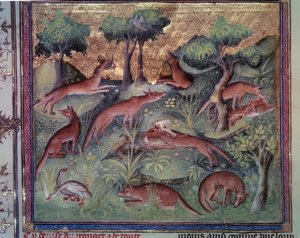 Kettu metsästää siipikarjaa. Miniatyyri Gaston Phoebusin (1331-1391) käsikirjoituksesta "" Le livre de la chasse"" (folio 34v) dit Gaston III Comte De Foix tekijältä Unknown artist