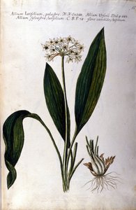 Valkosipuli. 1800-luvun herbaario. tekijältä Unknown artist