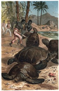 Vihreä kilpikonna tai Atlantin kilpikonna - Vihreä merikilpikonna (Chelonia mydas) - kaiverrus Alfred Edmund Brehmin (1829-1884) "" Brehmin elämästä eläinten elämästä" tekijältä Unknown artist