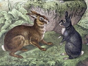 Hare and Rabbit - julkaisussa "Nisäkkäiden luonnonhistoria", toim. Schreiber tekijältä Unknown artist