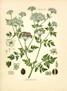 Hemlock (väri litho) tekijältä Unknown artist