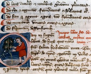 Puutarhanhoito: hedelmien korjuu. Yksityiskohta. Käsikirjoitussivu (MS.s.vi) Pietro de Crescenzin (Crescent Stone tai Crescens Stone) "" Agrarian Treat "" (1233-1320) 1300-luvun Cesena, Biblioteca Malatestiana tekijältä Unknown artist
