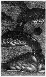 Munien ja toukkien sijoittaminen muurahaiseen. Kaiverrus "" le journal de la Jeunesse "" vuodelta 1888. tekijältä Unknown artist