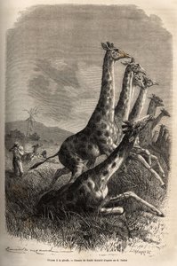 Metsästäessään kirahvia kertoja ampuu pelinsä ja hänen oppaansa viimeistelevät ensimmäisen kirahvin ammuksen. Sir Samuel W. Bakerin kaiverrus, joka havainnollistaa Niilin Abessinian sivujokien tutkimusta vuosina 1861-62, julkaistu "" Le tour du monde" -jul tekijältä Unknown artist