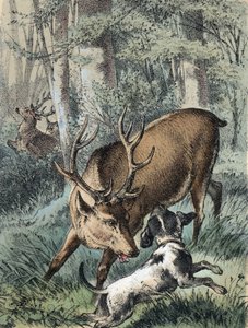 Kuva Franz Hoffmannin tarinoista "" Tarinoita ja tarinoita - "" 2 peuraa"": yksi peura juoksee karkuun ja toinen taistelee koiran kanssa. 1800-luvun kromolitografia. tekijältä Unknown artist