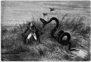 Tapahtuma ankanmetsästyksen savannilla. Ote Fregaten kapteenin Frederic Bouyerin kappaleesta "Matka Ranskan Guayanaan". Kaiverrus "" L