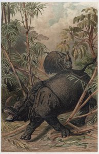 Intian sarvikuono - Intian sarvikuono (Rhinoceros unicornis) - kaiverrus Alfred Edmund Brehmin (1829-1884) teoksesta "" Brehm