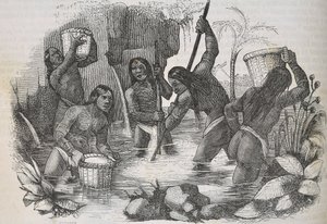 Intiaanit Hispaniolan saarelta etsivät kultaa tekijältä Unknown artist