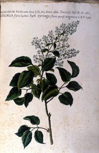 Jasmiinin oksa. Lautas 1600-luvun herbaariosta tekijältä Unknown artist