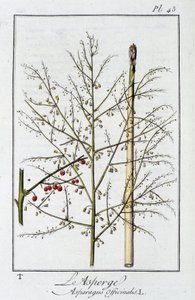Parsa (Asparagus Officinalis) - julkaisussa "Kasvitieteellinen harjoitus kauppiaiden käyttöön", toimittanut J.C. Philibert, Imprimerie de Crapelet, Paris tekijältä Unknown artist