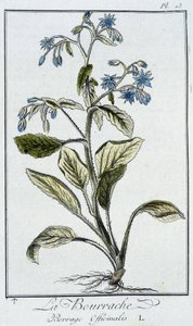 Purasruoho (Borago Officinalis) - teoksessa "Kasvitieteellinen harjoitus kauppiaiden käyttöön", kirjoittanut J.C. Philibert, Imprimerie de Crapelet, Paris tekijältä Unknown artist