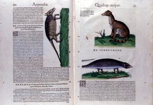 La civette, la hyena et la mongouse, Historia Animalium de Conrad Gesner (1516 - 1565), Tiguri tekijältä Unknown artist