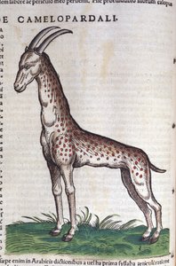 Kirahvi. teoksessa Historia Animalium, kirjoittanut Conrad Gesner (1516 - 1565), Tiguri tekijältä Unknown artist