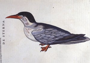 La tern ou swallow des mers Historia Animalium de Conrad Gesner (1516 - 1565), Tiguri tekijältä Unknown artist