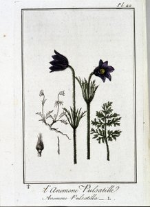 Anemone pulsatilla - kirjassa "Kasvitieteellinen harjoitus kauppiaiden käyttöön", kirjoittanut J.C. Philibert, Imprimerie de Crapelet, Paris tekijältä Unknown artist