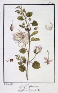 Caprier (Capparis Spinosa) - julkaisussa "Kasvitieteellinen harjoitus kauppiaiden käyttöön", toimittanut JC Philibert, Imprimerie de Crapelet, Paris tekijältä Unknown artist
