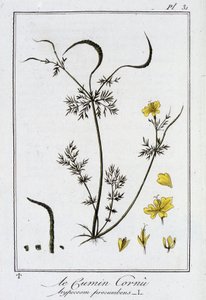 Sarvikumina (Hypecoum procumbens) - julkaisussa "Kasvitieteellinen harjoitus kauppiaiden käyttöön", toimittanut J.C. Philibert, Imprimerie de Crapelet, Paris tekijältä Unknown artist