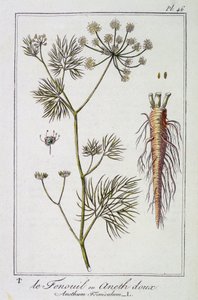 Fenkoli tai makea tilli (Anethum Foeniculum) - julkaisussa "Kasvitieteellinen harjoitus kauppiaiden käyttöön", toimittanut J.C. Philibert, Imprimerie de Crapelet, Paris tekijältä Unknown artist