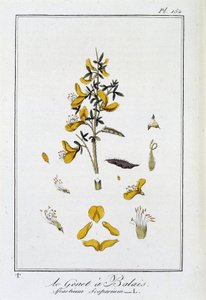 Le Genet a Broom (Spartium Scoparium) - julkaisussa "Kasvitieteellinen harjoitus kauppiaiden käyttöön", toimittanut J.C. Philibert, Imprimerie de Crapelet, Paris tekijältä Unknown artist