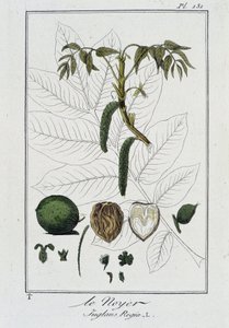 Le Noyer (Juglans Regia) - teoksessa "Kasvitieteellinen harjoitus kauppiaiden käyttöön", kirjoittanut J.C. Philibert, imp. Crapelet, Pariisi tekijältä Unknown artist