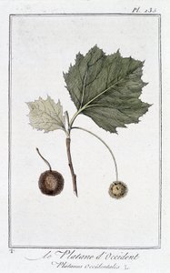Läntinen taso (Platanus occidentalis) - julkaisussa "Kasvitieteellinen harjoitus kauppiaiden käyttöön", toimittanut JC Philibert, Imprimerie de Crapelet, Paris tekijältä Unknown artist