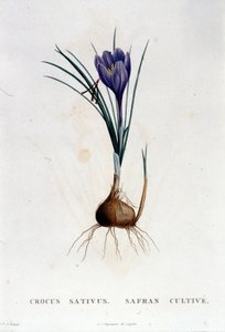 Sahrami (Crocus sativus) Botanique di J. Rousseaun mukaan, Pariisi 1822. tekijältä Unknown artist