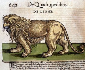 Leijona Historia Animaliumin jälkeen kirjoittanut Conrad Gesner, Tiguri 1560. Biblioteca Nazionale Braidense. Milano tekijältä Unknown artist