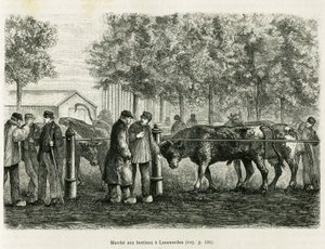 Karjan kävely Leeuwardenissa (Alankomaat). Kaiverrus havainnollistamaan tarinaa La Frise, joka perustuu hollantilaisen sanomalehden suhteeseen, in le tour du monde 1886, ohjaaja Edouard Charton (1807-1890), Hachette, Paris. tekijältä Unknown artist