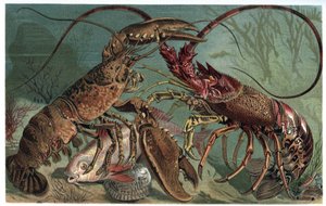Hummeri ja hummeri - Homarus ja euroopan piikihummeri - kaiverrus Alfred Edmund Brehmin (1829-1884) "" Brehmin elämästä eläinten elämästä" tekijältä Unknown artist