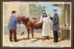 Louis Pasteur ja hänen työnsä hiilitaudista - Chocolats d