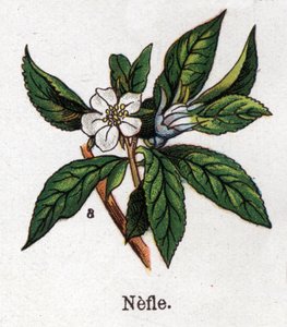 Lääke- ja elintarvikekasvit: nefle. Friedrich Eduard Bilzin (1842-1922) kaiverrus "" La Medicine naturelle" -kirjaan tekijältä Unknown artist
