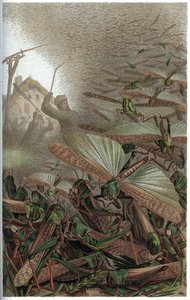 Muuttteleva heinäsirkka (Locust migratoria) - kaiverrus Alfred Edmund Brehmin (1829-1884) "" Brehmin elämästä eläinten elämästä" tekijältä Unknown artist