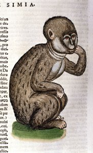 Apina Historia Animaliumin jälkeen kirjoittanut Conrad Gesner, Tiguri 1560. Biblioteca Nazionale Braidense. Milano tekijältä Unknown artist