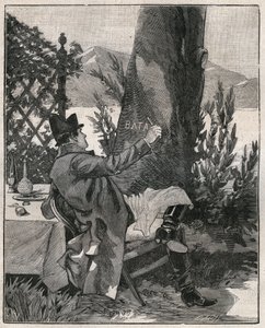 Napoleon Bonaparte (1769-1821) kirjoitti sanan "Battaglia" laakeripuun runkoon Isola Bellan saarella Maggiore-järvellä (Lago Maggiore), kolme päivää ennen Marengon taistelua vuonna 1800. Kaiverrus vuodelta 1885 kirjassa "" Les arts et metiers illustres” tekijältä Unknown artist
