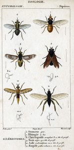 Luonnontieteellinen taulu. Hyönteistiede. Dipteres perhe. Sklerostoomit: 6. Harmaa stomox; 7. Nokkareuna; 8. Sokaiseva Chrysopside; 8a. profiili pää; 9. Taon negre; 9a. profiilin pää; 10. Crabroniforme asylum; 10a. profiilin pää; 11. Kehitä karvaisia jalko tekijältä Unknown artist