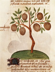 Muskottipähkinä, Kuvaus lääkekasveista ja niiden valmistamisesta. Sivu Pedanius Dioscoridesin käsikirjoituksesta "Treatise on herbs" (Tractatus de herbis) tekijältä Unknown artist