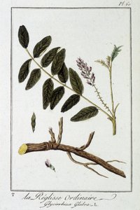 Tavallinen liquisse (Glycyrrhiza glabra) - julkaisussa "Kasvitieteellinen harjoitus kauppiaiden käyttöön", toimittanut J.C. Philibert, Imprimerie de Crapelet, Paris tekijältä Unknown artist