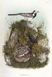 Ornitologia: harmaa bergeronnet (motacilla alba) lähellä poikasten pesää. 1800-luvun eläintieteellinen lautakunta tekijältä Unknown artist