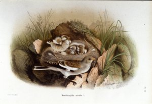Ornitologia: alppiniverolle lähellä poikasten pesää. tekijältä Unknown artist