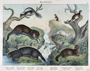 Saukkot, fretit, lumikko... - julkaisussa “Nisäkkäiden luonnonhistoria”, toim. Schreiber tekijältä Unknown artist