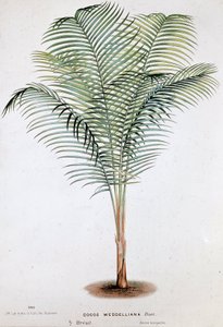 Palm Cocos Weddelliana (Brasilia) - Kasvitieteellinen lauta tekijältä Unknown artist