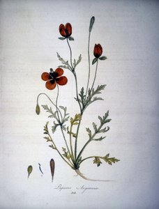 Papaver Argemone (unikon argemonen kukka ja kasvi). 1800-luvun herbaario. tekijältä Unknown artist
