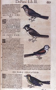 Conrad Gesner (1516 - 1565), Tiguri, Passereaux in Historia Animalium tekijältä Unknown artist