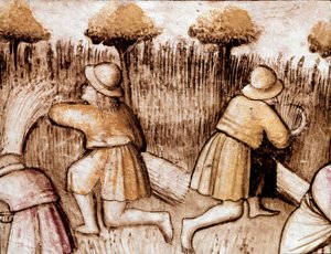 Talonpojat niittävät blees Miniatyyri koodista 212 (tai Padovano-koodi tai Padovan Raamattu) 1390-1400 Rovigo, Accademia dei Concordi tekijältä Unknown artist