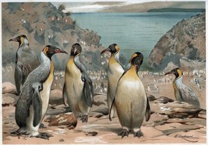 Pingviinit - A E Brehmin teoksessa "Eläinten elämä", Torino tekijältä Unknown artist