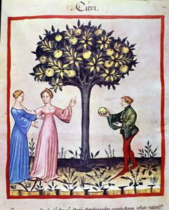 Cedratin poiminta, sedratin hedelmiä. Valaistus lääketieteen ja dietetiikan lypsystä "" Tacuinum sanitatis"" tekijältä Unknown artist